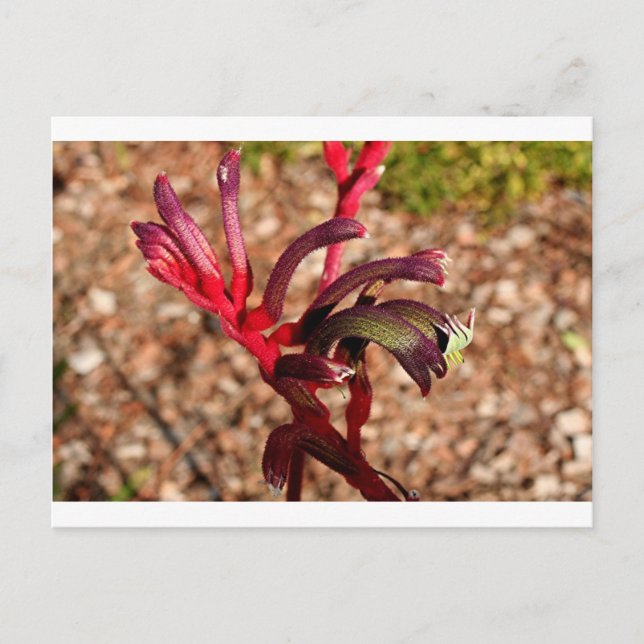Carte Postale Australien Kangaroo Paw fleur en fleur 2 (Devant)