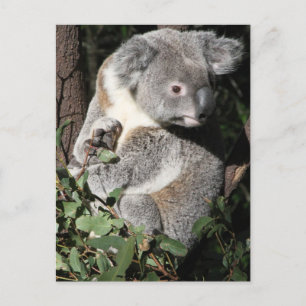 Carte Postale Australien Koala