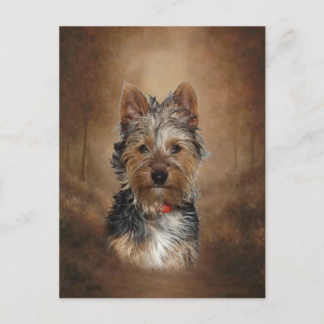Carte Postale Australien Silky Terrier (Devant)