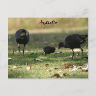 Carte Postale Australien Swamphen pourpre et poussin de bébé