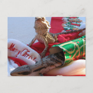 Carte postale australienne de Noël