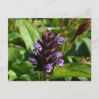 Carte Postale Autoguérison, Plante médicinal, île Unalaska