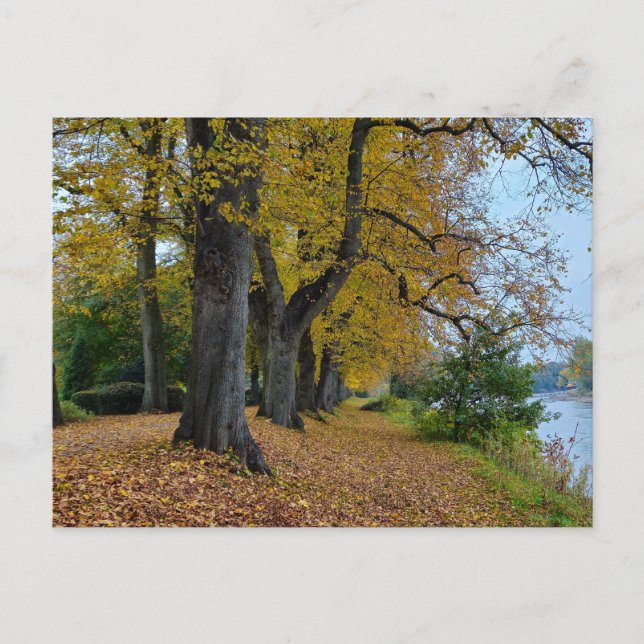 Carte Postale Automne (Devant)