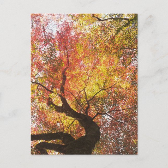 Carte Postale Automne (Devant)