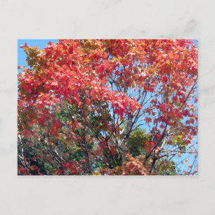 Carte Postale Automne...