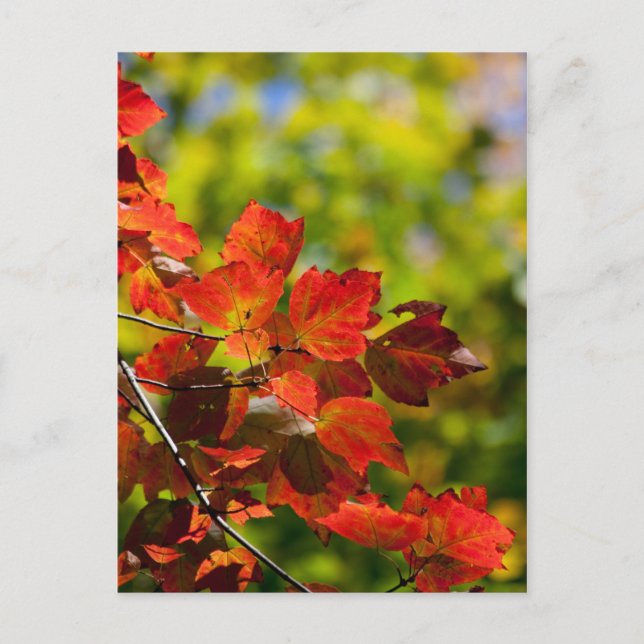 Carte postale Automne (Devant)