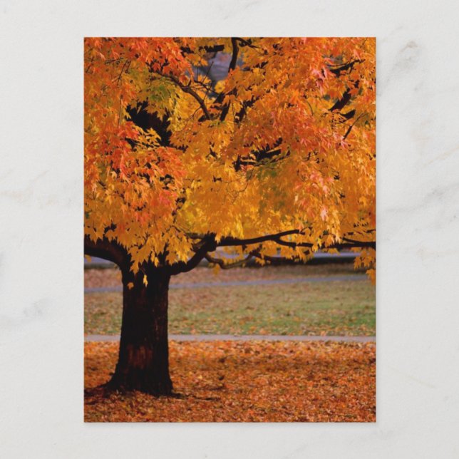 Carte Postale automne (1) (Devant)