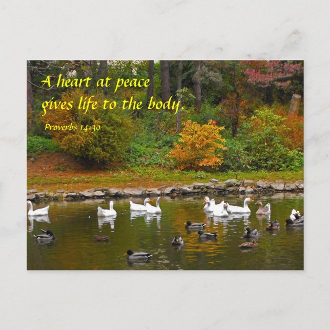 Carte Postale Automne à l'étang de canard (Devant)