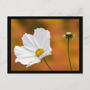 Carte Postale Automne À North Conway New Hampshire