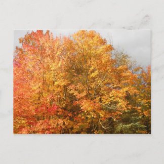 Carte Postale Automne Adirondacks Arbres paysage paysage
