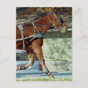 Carte Postale Automne Amish Buggy Horse