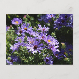 Carte Postale Automne Aster