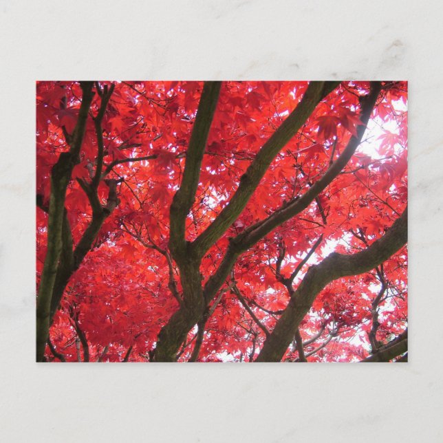 Carte Postale Automne, automne, feuilles (Devant)