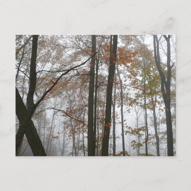 Carte Postale Automne brumeux dans la nature d'automne de Pennsy (Devant)