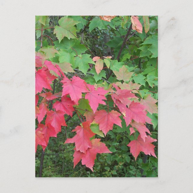 Carte Postale Automne Dans Le Maine (Devant)