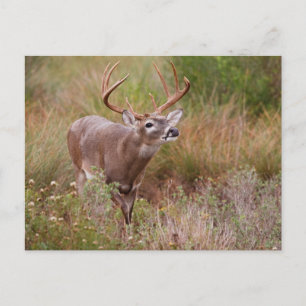 Carte Postale Automne de cerfs à queue blanche au Texas