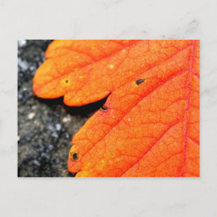 Carte Postale Automne de la Nouvelle-Angleterre