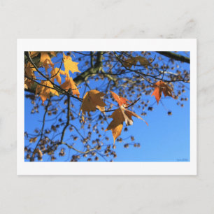 Carte Postale Automne,feuilles,érable, ciel bleu, BC, Canada,201
