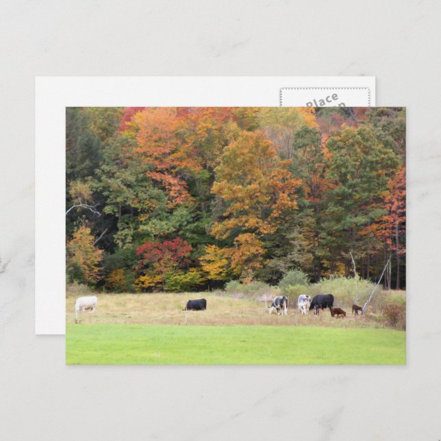 Carte Postale Automne Feuilles Vaches Pasture Photographie (Devant / Derrière)