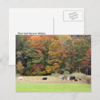 Automne Feuilles Vaches Pasture Photographie