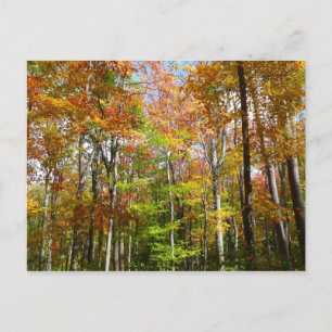 Carte Postale Automne Forêt II Automne Paysage Photographie