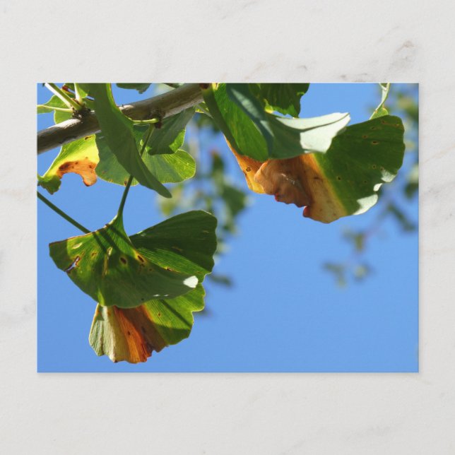 Carte Postale Automne Ginkgo Biloba Feuilles do-it-yourself cart (Devant)