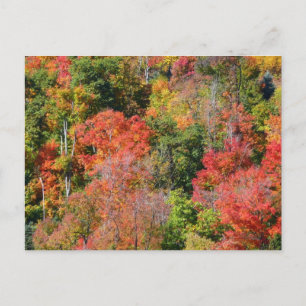 Carte Postale Automne Hillside Colorful Automne Nature Photograp