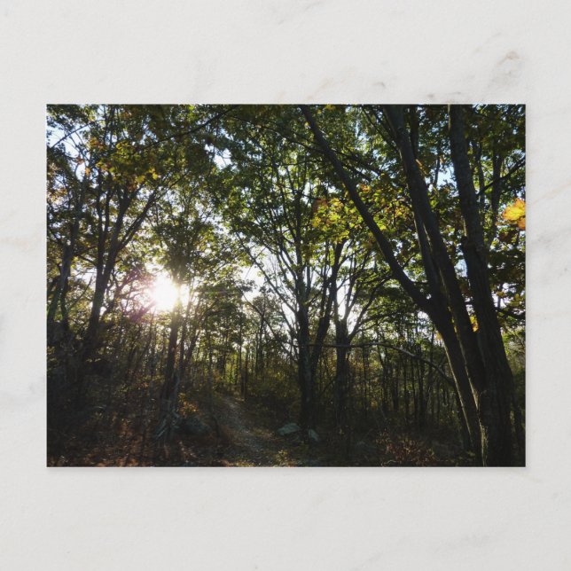 Carte Postale Automne Matin au Parc national de Shenandoah (Devant)