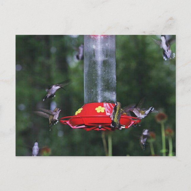 Carte Postale Automne Migration des colibris (Devant)