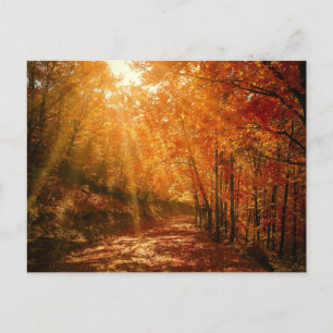 Carte Postale Automne Orange arbres Brown Forêt Nature Photograp