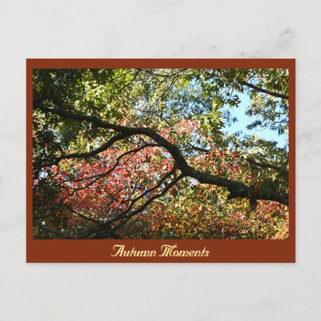 Carte postale Automne Photo (Devant)