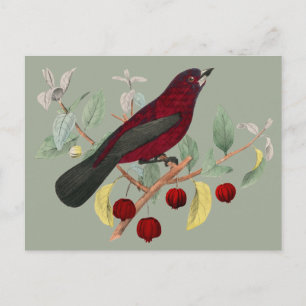 Carte Postale automne rouge oiseau vintage
