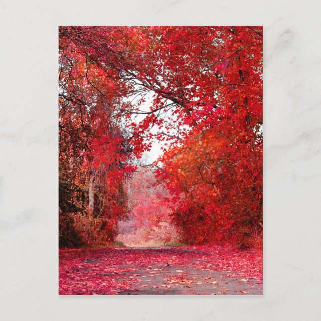 Carte Postale Automne Saison Forêt Parc Douche Feuille Feuilles (Devant)