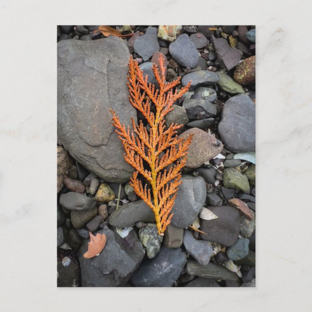 Carte Postale Automne sur les Rochers (Devant)