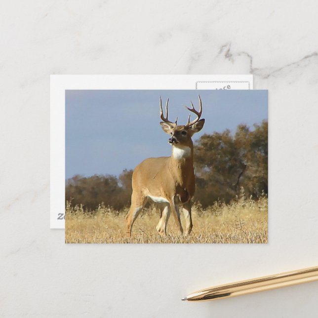 Carte Postale Automne Whitetail Buck (Devant/Arrière en situation)