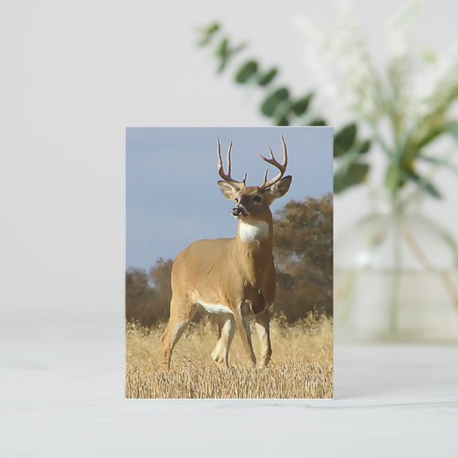 Carte Postale Automne Whitetail Buck (Debout devant)