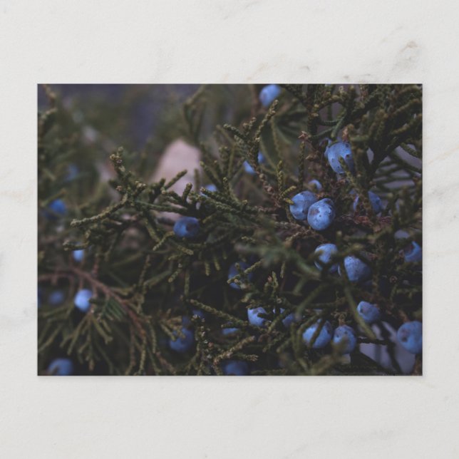 Carte Postale "Autres Mondes Bleus" (Devant)