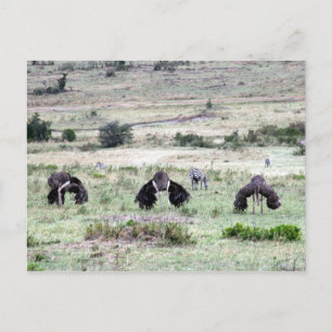Carte Postale autruches trois