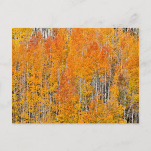 Carte Postale Autumn Colors on Aspen Groves