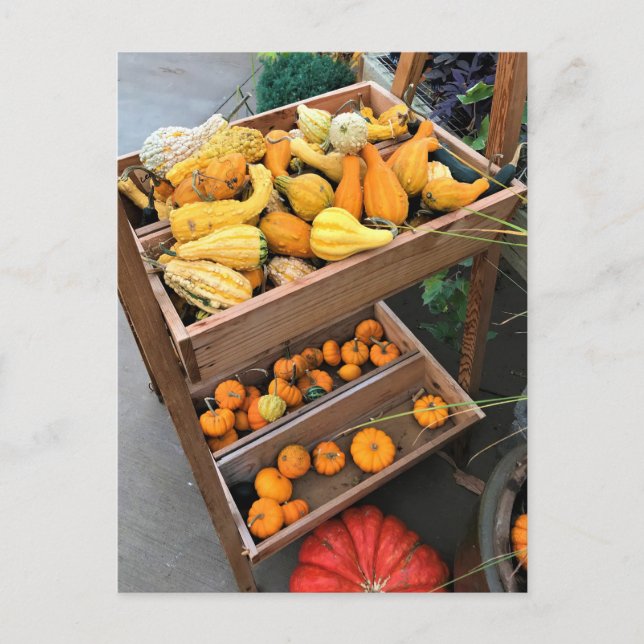 Carte Postale Autumn Decor (Devant)