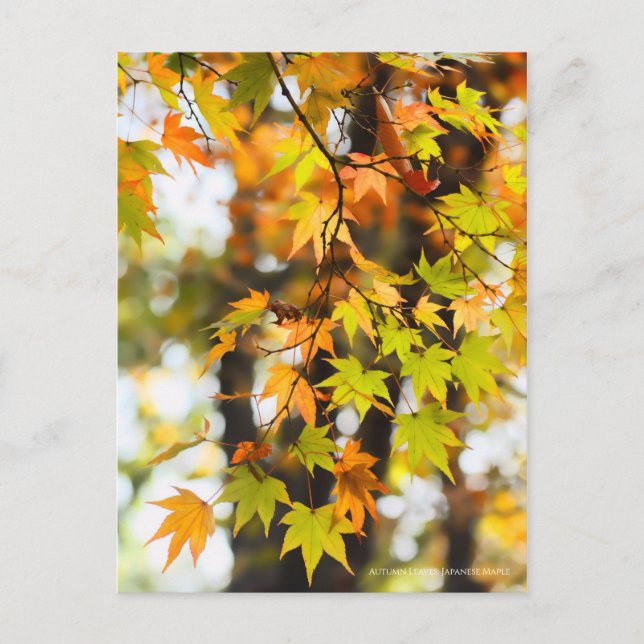Carte Postale Autumn Leaves [Postcard] (Devant)