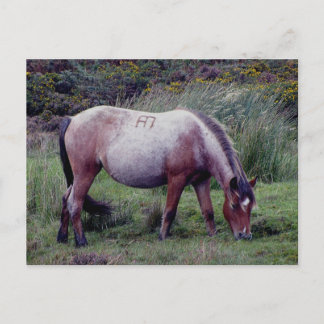 Carte Postale Autunm Dartmooe Pony Graze