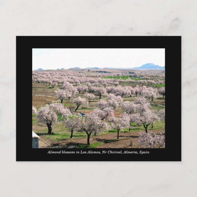 Carte postale aux amandes - Chirivel, Espagne (Devant)