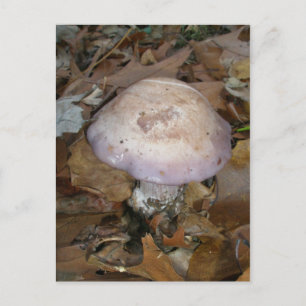 Carte postale aux champignons pourpres