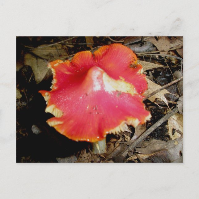 Carte postale aux champignons rouges vifs (Devant)