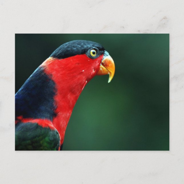 Carte postale aux oiseaux colorés (Devant)