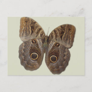 Carte postale aux papillons Owl