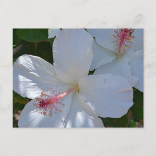 Carte postale aux parfums floraux