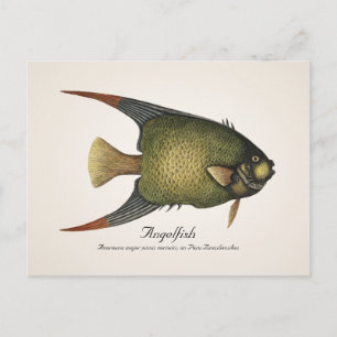 Carte postale aux poissons-anges - Style II