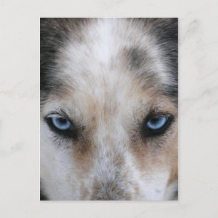 Carte postale aux yeux bleus Husky